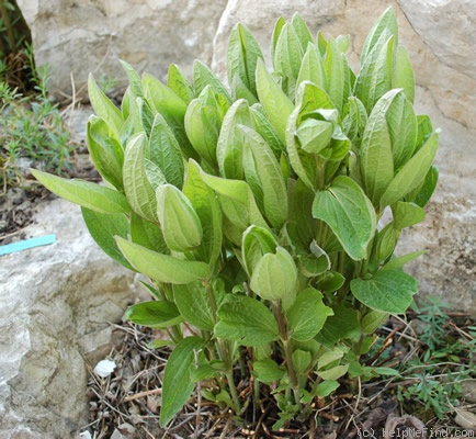 'integrifolia' clematis photo
