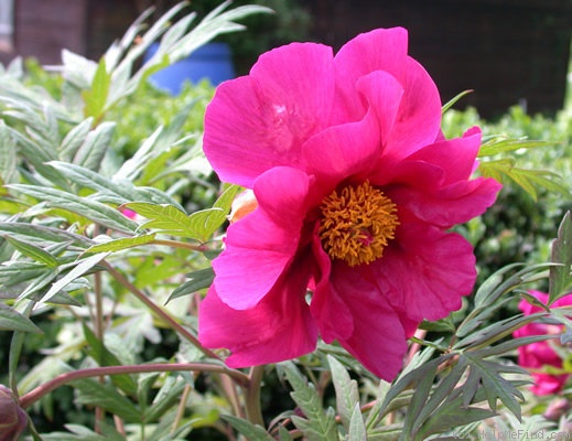 'Chinese Dragon' peony photo