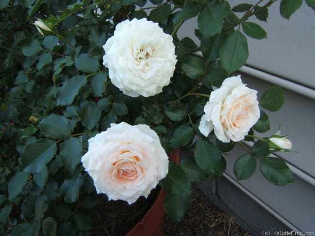 'Colby School' rose photo