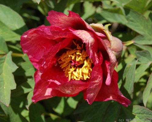 'Gauguin' peony photo