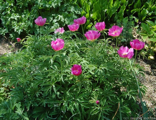 '<i>P. officinalis</i> subsp. <i>humilis</i> (Retz.) Cullen & Heywood Synonym' peony photo