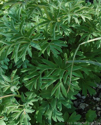 '<i>P. officinalis</i> subsp. <i>humilis</i> (Retz.) Cullen & Heywood Synonym' peony photo