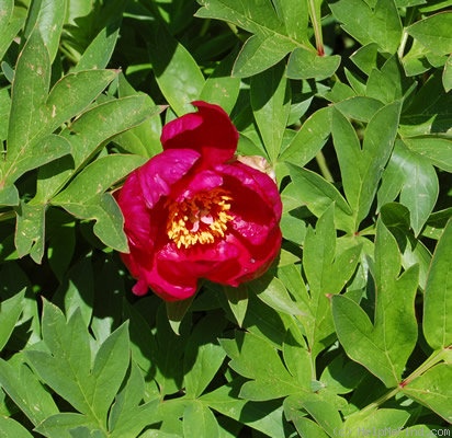 'Lafayette Escadrille' peony photo