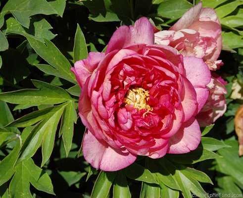'Hillary' peony photo