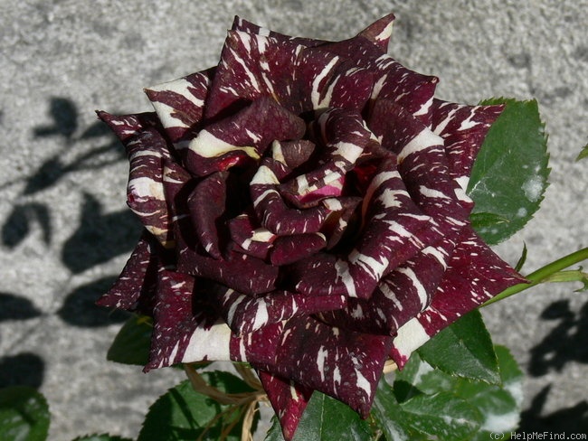 'Abracadabra (floribunda, Kordes, 2001)' rose photo