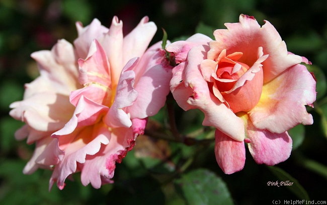 'Pink Pillar (shrub, Brownell, 1940)' rose photo
