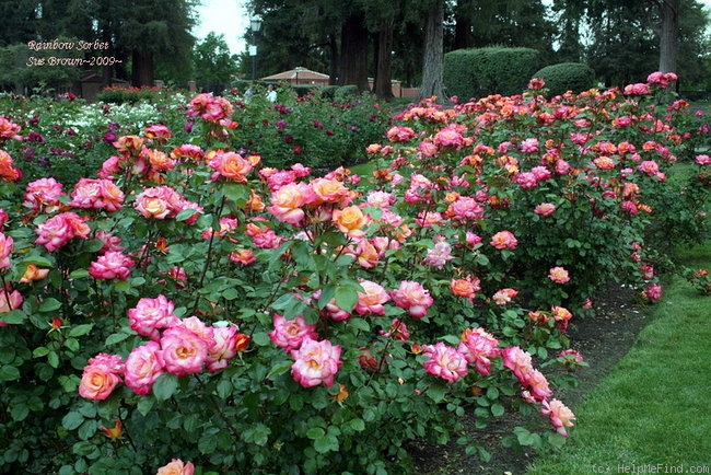 'Rainbow Sorbet ™' rose photo