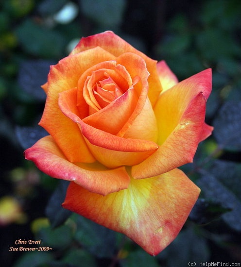 'Chris Evert ™' rose photo