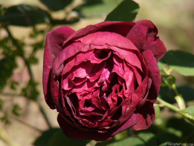 'Souvenir d'Alphonse Lavallée' rose photo