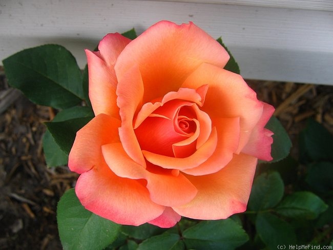 'Tuscan Sun ™' rose photo