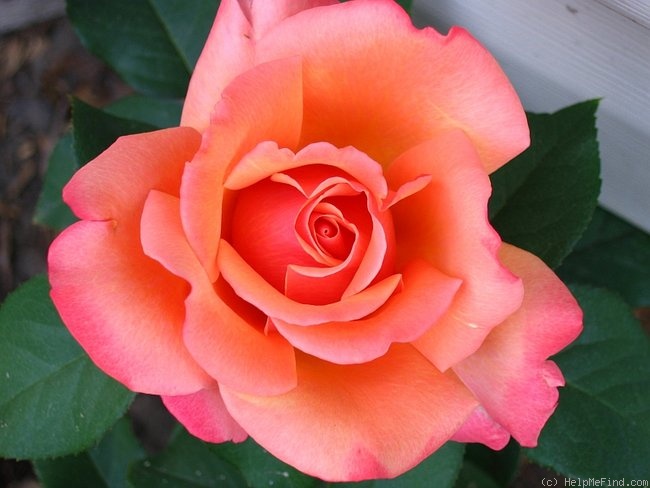 'Tuscan Sun ™' rose photo