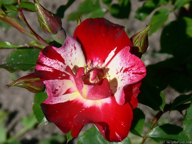 'Climbing Fourth Of July' rose photo