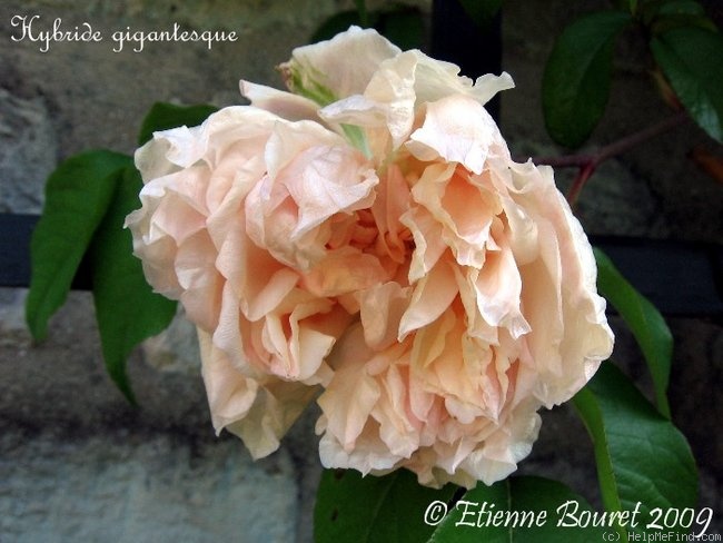'Comtesse de Chaponnay' rose photo