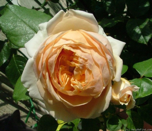 'Anna Fendi ®' rose photo