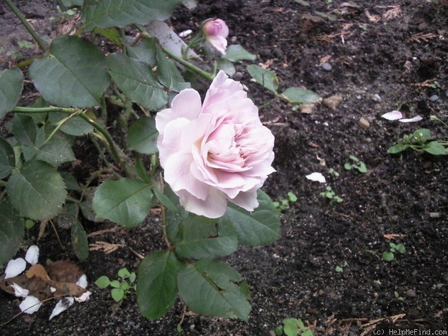 'Dioressence®' rose photo