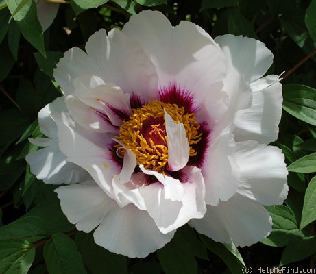 'Fen Jin Yu 粉金玉' peony photo