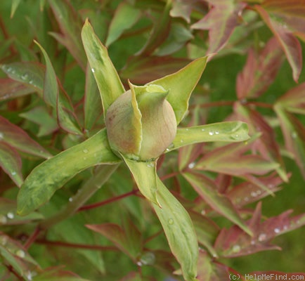 'Hana-kisoi' peony photo