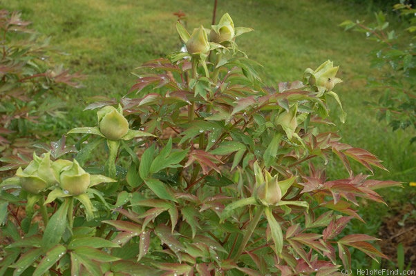 'Hana-kisoi' peony photo