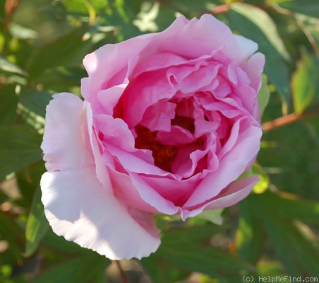 'Hana-kisoi' peony photo