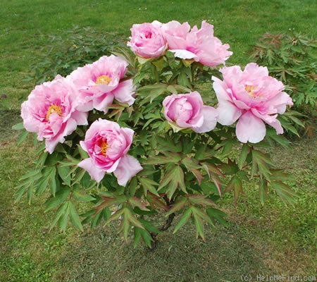 'Hana-kisoi' peony photo