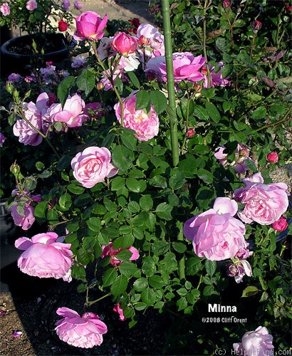 'Minna (floribunda, Kordes, 1930)' rose photo