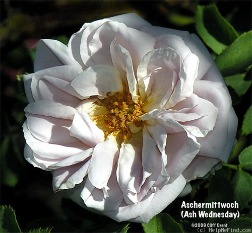 'Aschermittwoch (Large Flowered Climber, Kordes, 1955)' rose photo