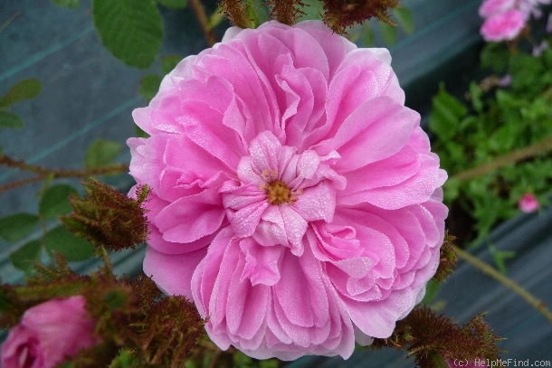 'James Mitchell' rose photo