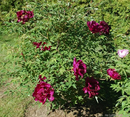 'Mei Gui Sa Jin 玫瑰撒金' peony photo