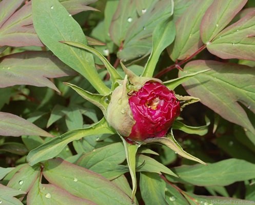 'Rimpo' peony photo