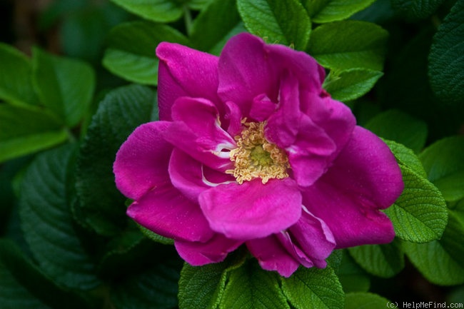 'Hansa (Rugosa, Schaum & Van Tol, 1905)' rose photo