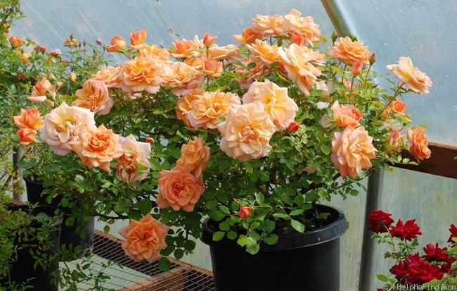 'Golden Buddha' rose photo