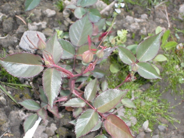 'Fabvier' rose photo