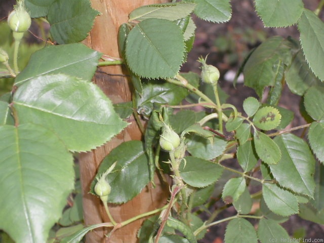 'Louise d'Arzens' rose photo