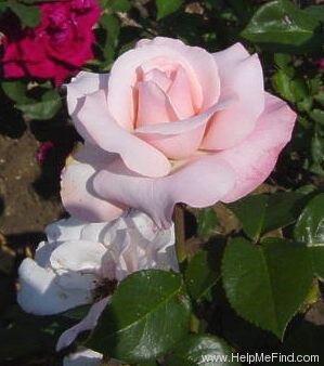 'Castel' rose photo