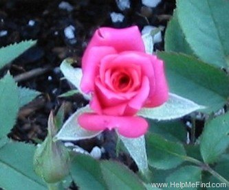 'Old Glory ™ (miniature, Benardella, 1988)' rose photo