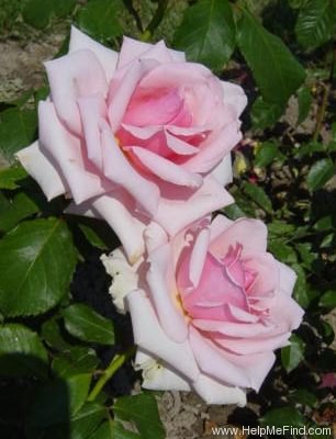 'Violette Niestlé' rose photo