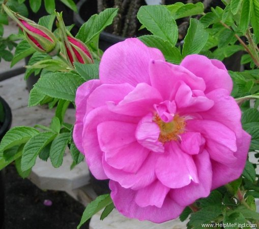 'Pierette Pavement' rose photo