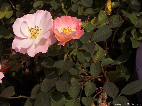 'Rachel Bowes Lyon' rose photo