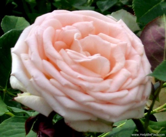 'Pearly Gates ™' rose photo