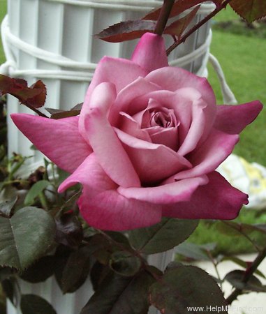 'Orchid Masterpiece, Cl.' rose photo