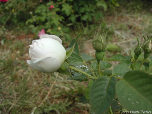 'La Rose d'York' rose photo