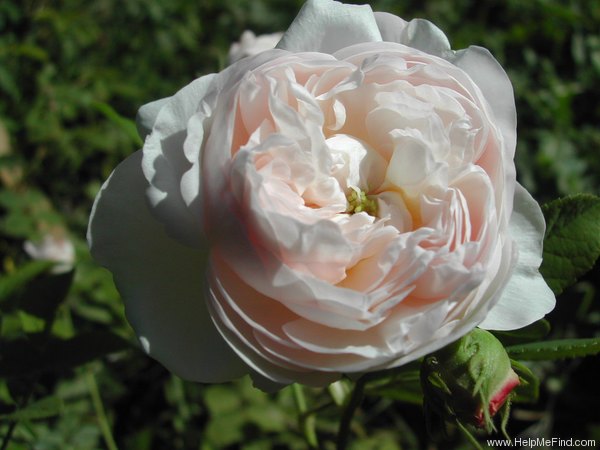 'Madame Soetmans' rose, click to enlarge 'Madame Soetmans' rose photo