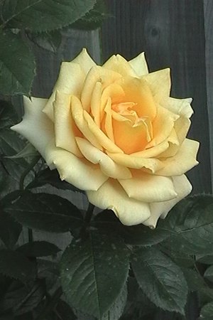 'Norde Rose'  photo