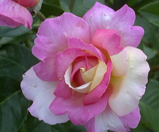 'Norde Rose'  photo