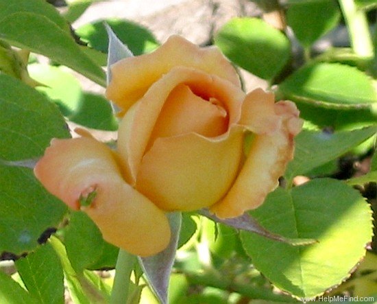 'Sultry ™' rose photo