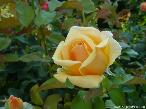 'Valencia ® (hybrid tea, Kordes before 1987)' rose photo