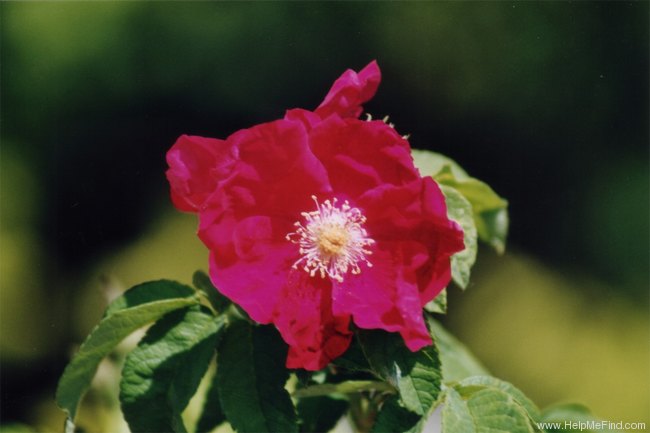 'Carmen (hybrid rugosa, Lambert, 1906)' rose photo