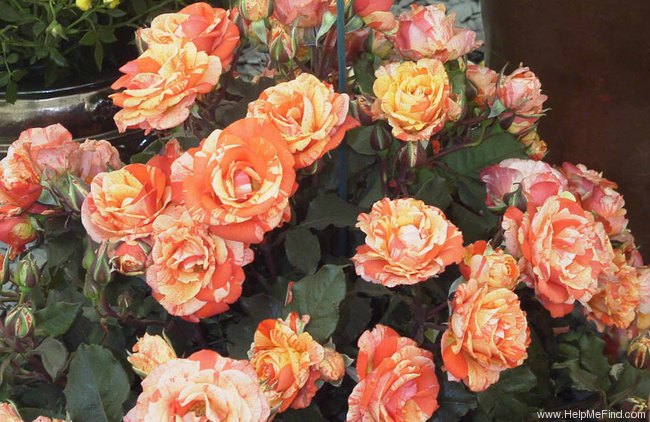 'MACtemaik' rose photo