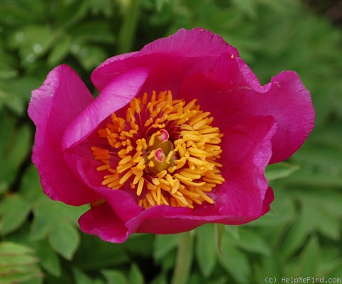 '<i>P. officinalis</i> subsp. <i>humilis</i> (Retz.) Cullen & Heywood Synonym' peony photo