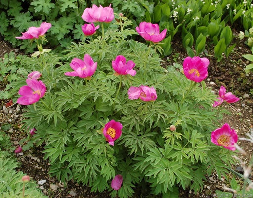 '<i>P. officinalis</i> subsp. <i>humilis</i> (Retz.) Cullen & Heywood Synonym' peony photo